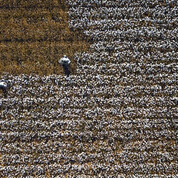 Sběr bavlny, Čína