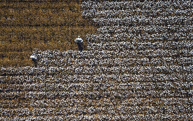 Sběr bavlny, Čína