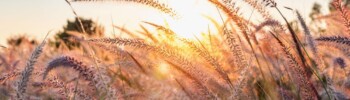 Nature's Allies